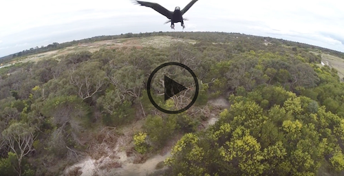 EAGLE VS. DRONE - MELBOURNE AERIAL VIDEO - W.I.R.E.